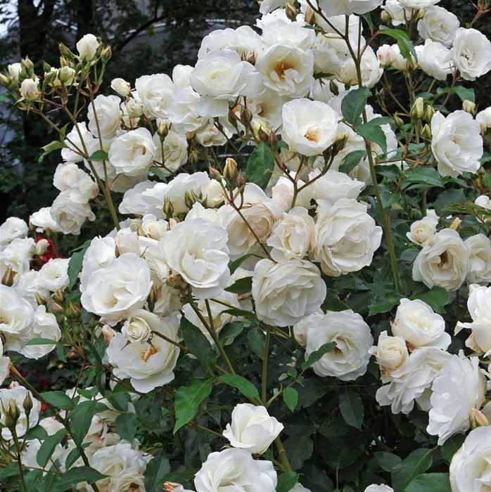 Роза парковая Шнивитчен